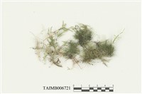 藏品(平苔科)的圖片